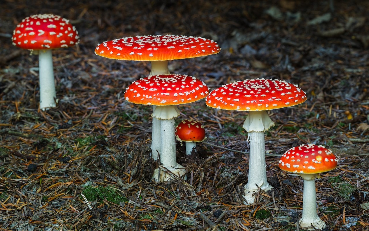 Amanita muscaria is a culturally iconic mushroom.