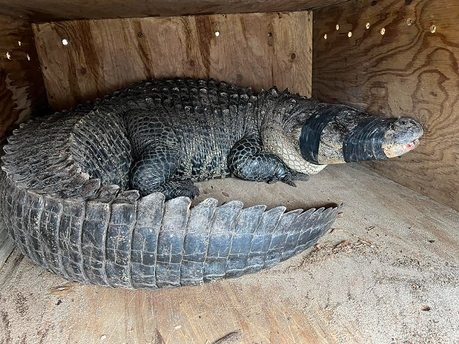 Coca-Cola The Gator - Photo roc Encounters Reptile Park and Alligator Farm/Facebook