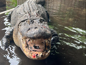 Coca-Cola The Gator - Photo roc Encounters Reptile Park and Alligator Farm/Facebook