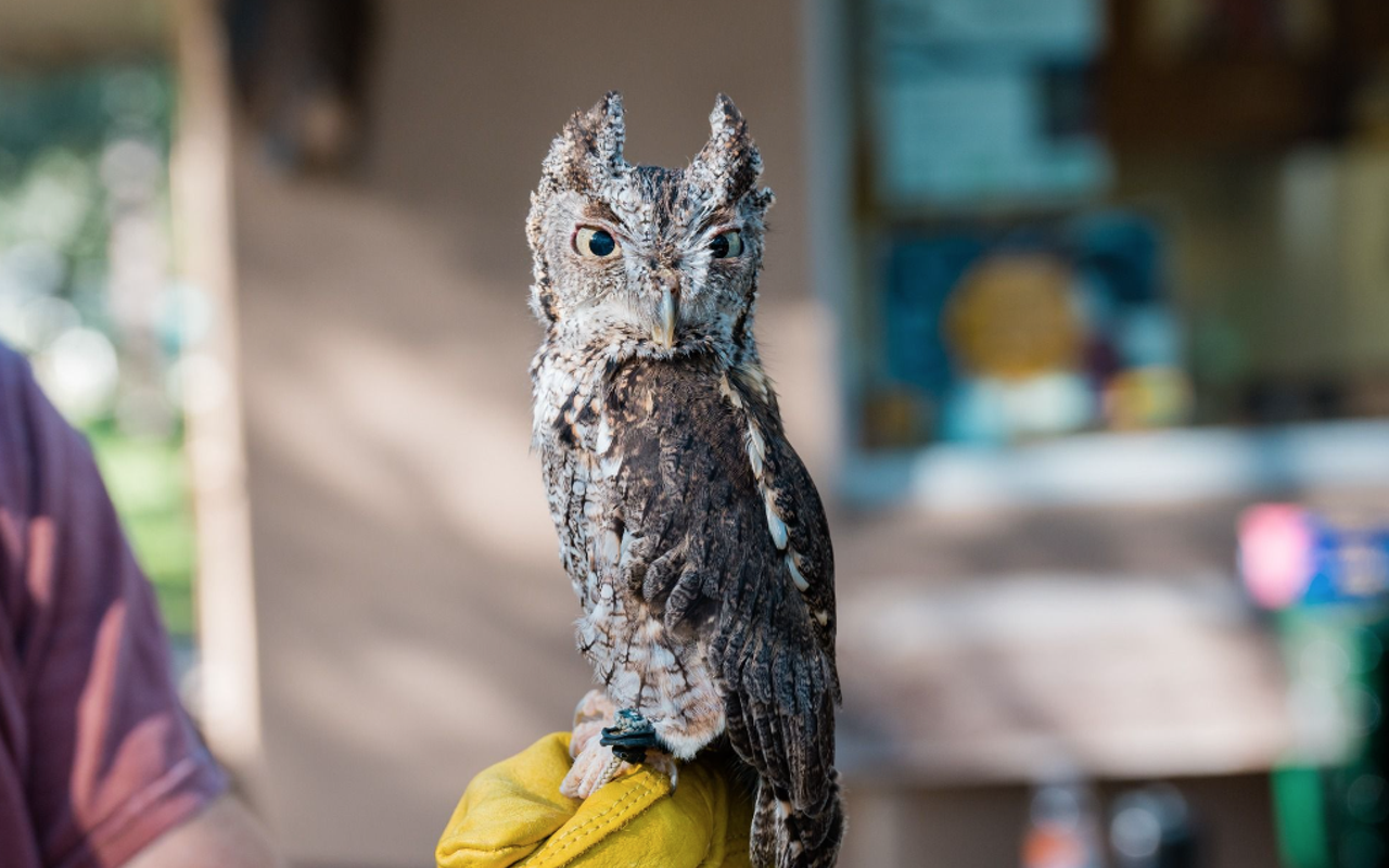 An Eastern Screech Owl at Boyd Hill Nature Preserve in St. Petersburg, Florida.